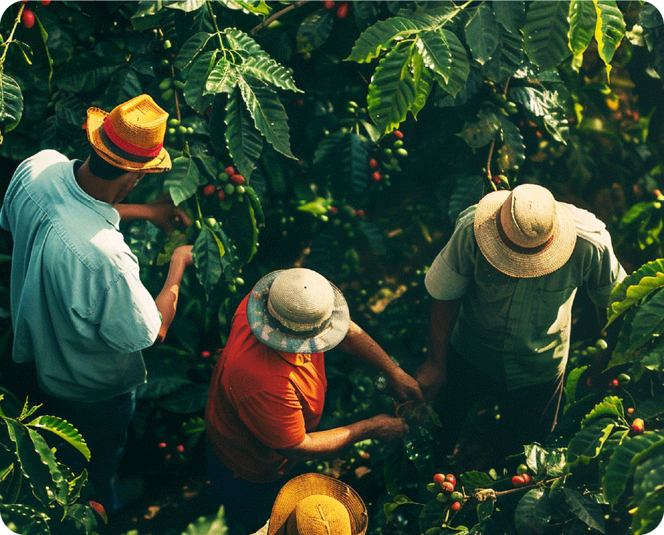 Immagine di agricoltori dall'altro che colgono il caffè